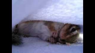 シマリス シマ次郎 ひたすら寝食いThe chipmunk which has a meal by lying down