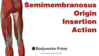Semimembranosus Anatomy: Origin, Insertion & Action