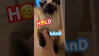 Talking cat scared after summoning spirit #BAGAGWA? #catsofyoutube #shorts #halloween #spooky #cats