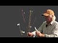 Pruning a 1 Year Old Apple Tree to a Modified Central Leader Form