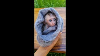 Clean as a Whistle: Baby Monkey Riko’s Adorable Bath Before Milk Time!