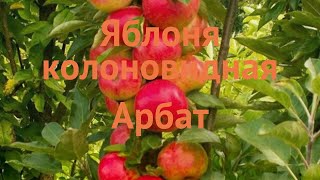 Яблоня колоновидная Арбат (malus arbat) 🌿 яблоня Арбат обзор: как сажать саженцы яблони Арбат