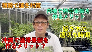 地下部の越冬対策？内地で熱帯果樹を作るメリット？沖縄で温帯果樹を作るメリット？接ぎ木の適切な時期？などなど