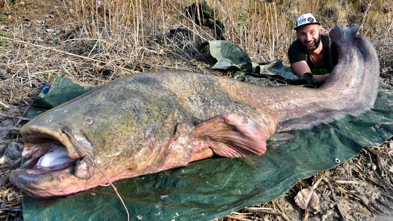 Catfishing: Monster Giant Catfish 260 Pound In Spinning - HD By Yuri ...