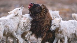 Они ПОЙМАЛИ МОЛОДНЯК . Но ВСЯ МОЩНАЯ КОМПАНИЯ ПРИШЛА на ПОМОЩЬ - ОВЦЕБЫК в ДЕЛЕ