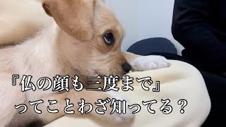 ママの膝の上で甘えたいのに、邪魔をするパパにイライラしてしまう愛犬