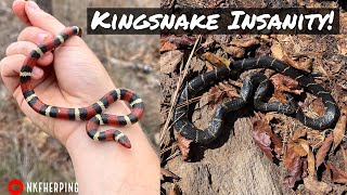 Kings of Spring! Finding Scarlet and Eastern Kingsnakes and Field Herping with Mike Pingleton!