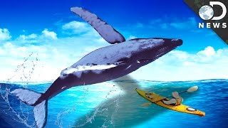 Why Do Whales Breach?