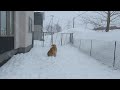 雪玉遊びするゴールデンレトリバー