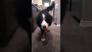 Crazy puppy bounce