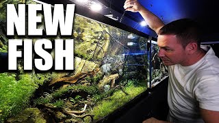 This aquarium NEEDED this fish!! (Angelfish)