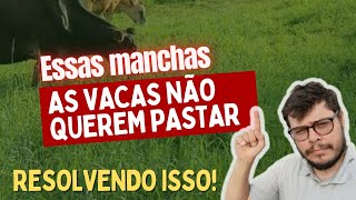 Manchas que vacas NÃO PASTAM no Rotatínuo