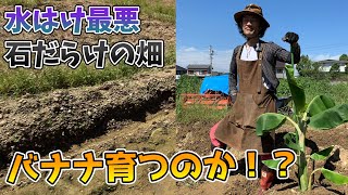 【カーメン君の畑】悪環境での地植えはこうやります！【カーメン君】【園芸】【ガーデニング】【園芸初心者】【バナナ】