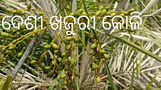 ଛୋଟ ଗଛରେ ଦେଶୀ ଖଜୁରୀ କୋଳି #beautiful #dates tree #khajurkoli#plants #gardening#shorts  #video #2024