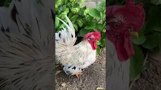 隠れ家から出てくるにわとり　Rooster coming out of hiding place