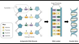 Python for bioinformatics (DNA Structure and Validating)