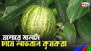 যশোরে মালটা চাষে লাভবান কৃষকরা | Jessore News | Bangla News | BD News