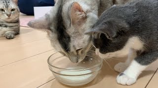 子猫が初めてのミルクをガブ飲み！