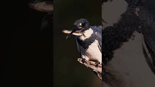 Bird eating fish #birds #eating #fish #birdeating #food #biodiversity #nature #trending #reels