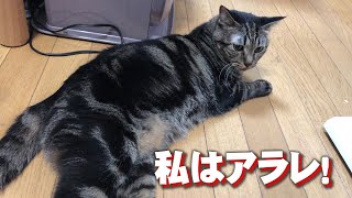 今日の主役ねこは、アラレちゃんです！