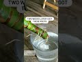 Alocasia Frydek Propagation ONLY from Bulbs & Corms