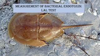 Endotoxin testing : BET / LAL test