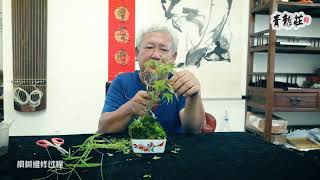 Maple Bonsai Tree Pruning, Maintenance \u0026 Care 枫树盆景修剪维修和养护