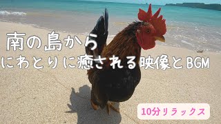 南の島のニワトリさんたちの映像と癒しBGM【作業BGM】【沖縄の風景】【ニワトリ】