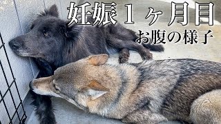 妊娠から1ヶ月経ちました【お腹の様子】ウルフドッグ妊婦達 wolfdog pregnant.