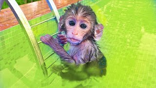 Monkey Baby  at the pool and play outside in the graden