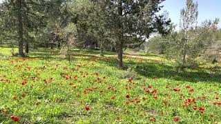 פריחת כלניות במדרונות הצפון מזרחיים של יער בן שמן, בדרך לתל חדיד