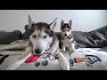 Husky Puppy and Dad's First Few Months Together!