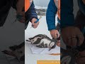 emergency rescue team saves baby penguin wounded by barnacles and parasites