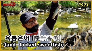 [경남] 2021 은어놀림낚시 시즌시작!  - 육봉은어 [land-locked sweet fish, 陸封香魚, りくふうあゆ] 은어구이!