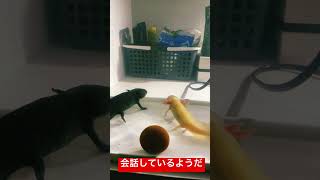 今日のウーパールーパー