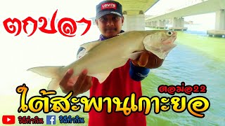 Fishing EP.16 #ตกปลาใต้สะพานเกาะยอ #ตอม่อ 22 #ปลากุเลาตัวใหญ่มาก!!!