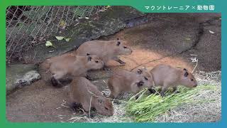 Mt.RAINIER-マウントレーニア- 深い癒やし動画「カピバラ親子〜長崎バイオパーク〜」篇