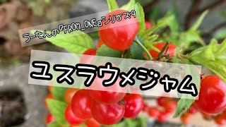 【第9回】ユスラウメジャム