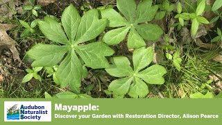 Mayapple Transplant - Discover your Garden with Alison Pearce