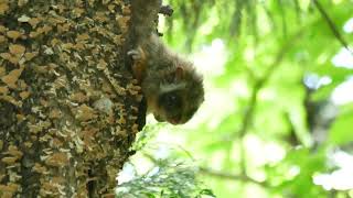 樹洞から顔を出したムササビ