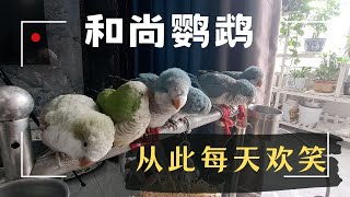 From Beginner to Expert; What’s it like to keep six Monk Parakeets at the same time?