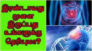 மனித உடலில் இரண்டாவது மூளை