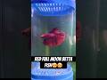 Red Full Moon Betta Fish😍 #bettafish #bettaindonesia #aquariumfish #aquariumworld