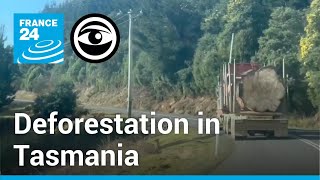 What happens when huge trees like this are cut down in Tasmania • The Observers - France 24