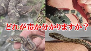 【マムシ】毒蛇は頭が三角はウソ！？徹底比較してみた