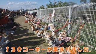 2018春のコーギー祭　vol.2　The Corgi Festival held in Shizuoka, Japan