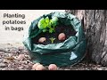 Planting potatoes in bags