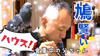 【鳩賢い】ハウス!!でケージに帰ります♪How to put a pigeon back in the cage.