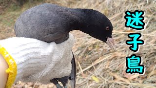 迷子鳥いたから捕まえたら変わった足の持ち主だったお話。【ニワトリ飼育／バンブルフット】#79