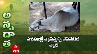 Ephemeral viral disease in cattle | ETV